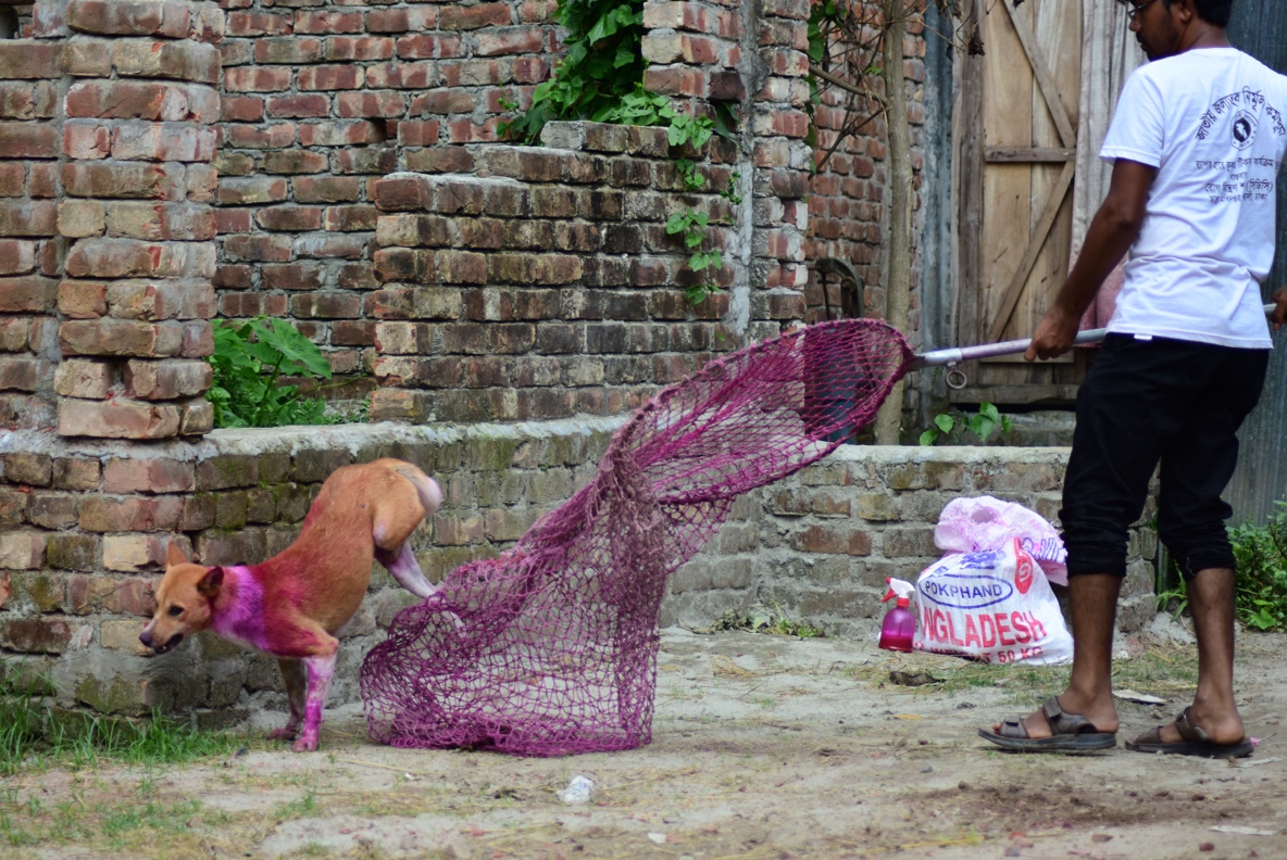 Mass dog vaccination campaign in Bangladesh
